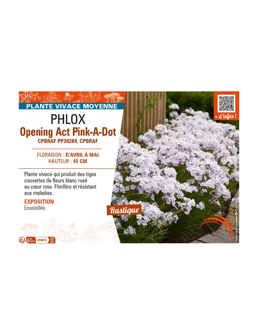 PHLOX (hybrida) Opening Act Pink-A-Dot