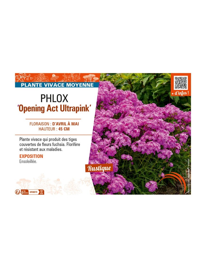 PHLOX (hybrida) Opening Act Ultrapink
