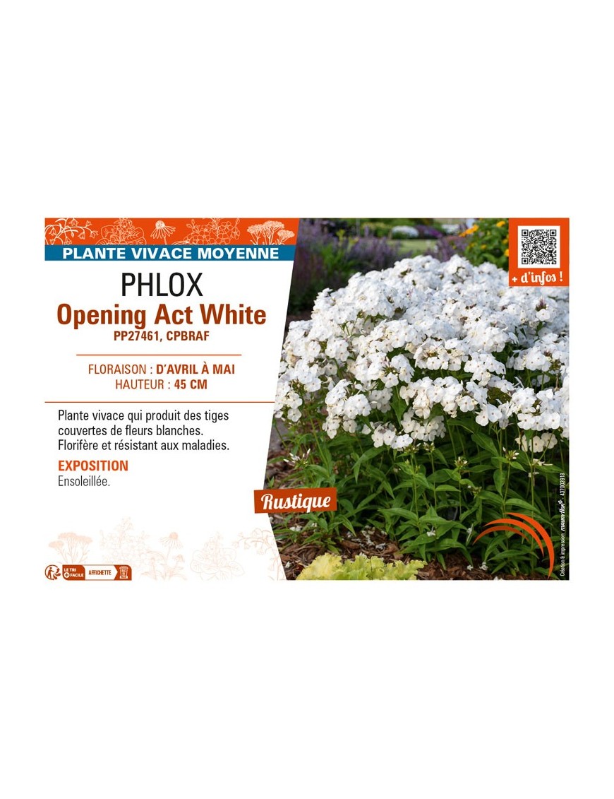 PHLOX (hyrbida) Opening Act White
