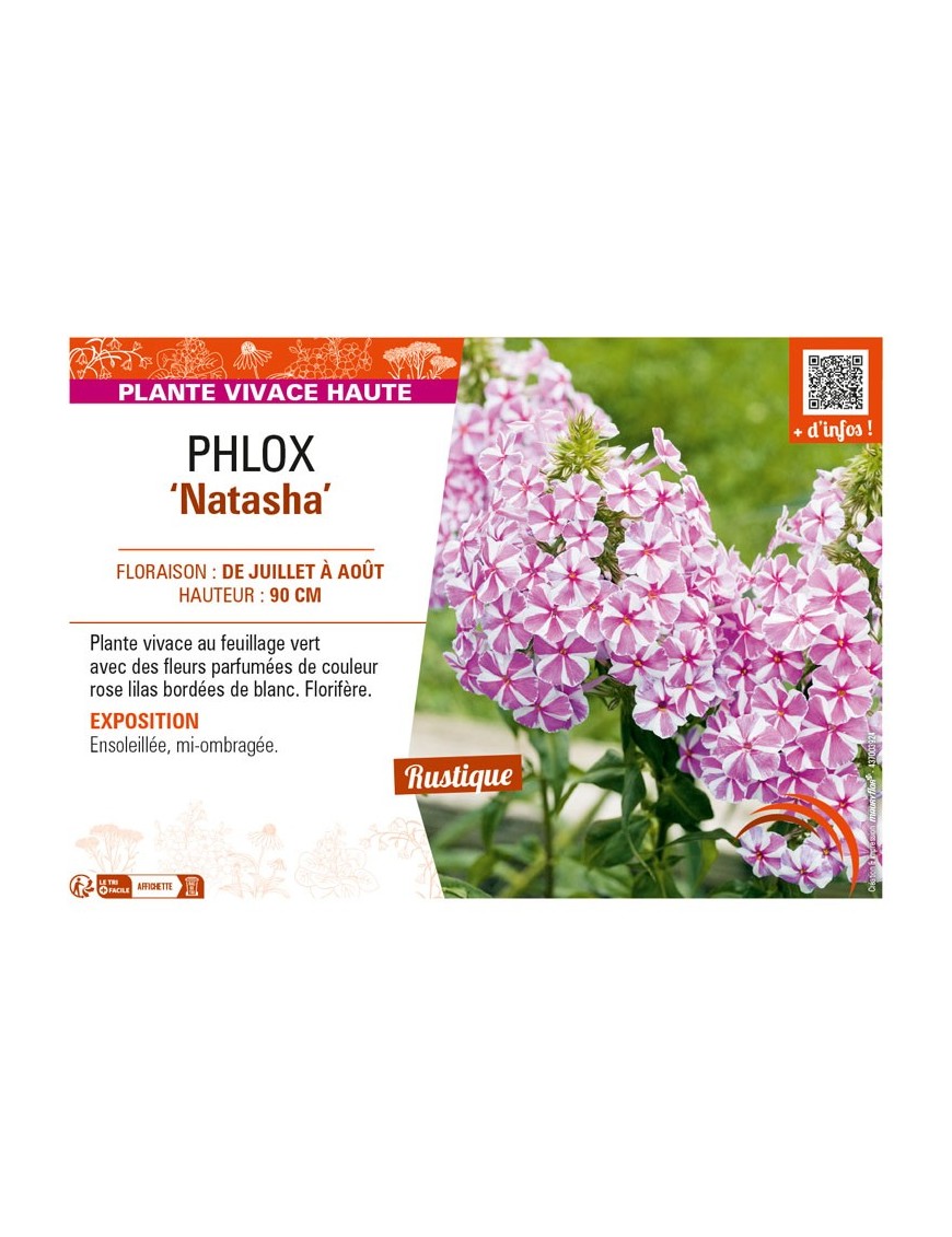 PHLOX (maculata) Natasha