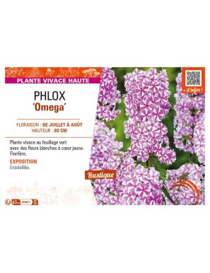 PHLOX (maculata) Omega