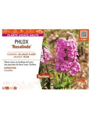 PHLOX (maculata) Rosalinde