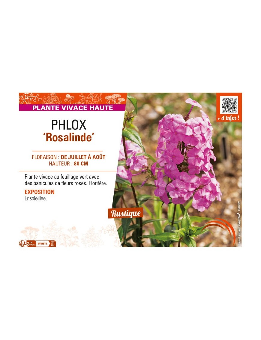 PHLOX (maculata) Rosalinde