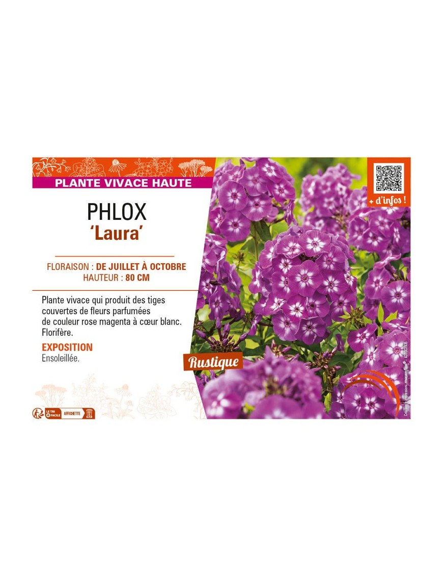 PHLOX (paniculata) Laura