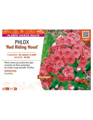 PHLOX (paniculata) Red Riding Hood