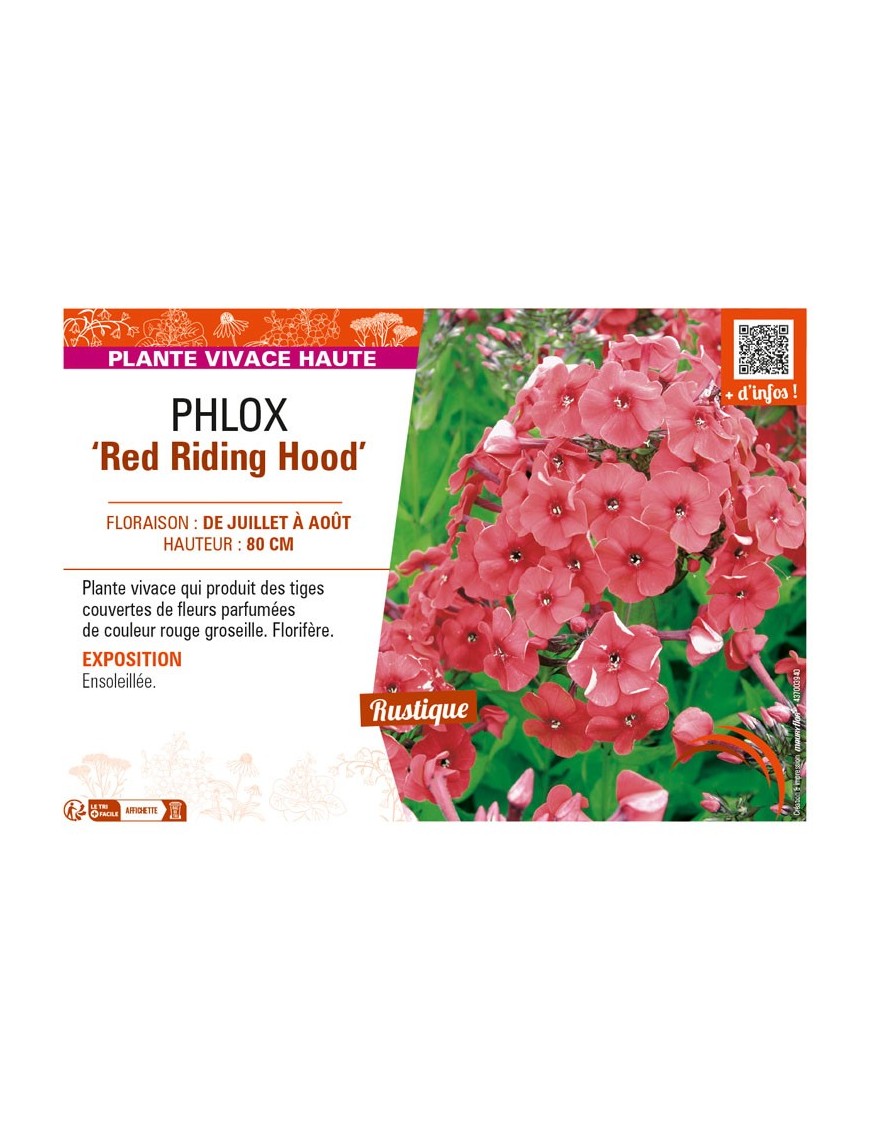 PHLOX (paniculata) Red Riding Hood
