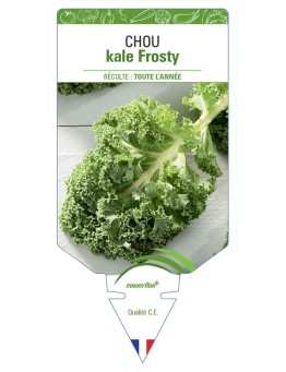 CHOU KALE FROSTY