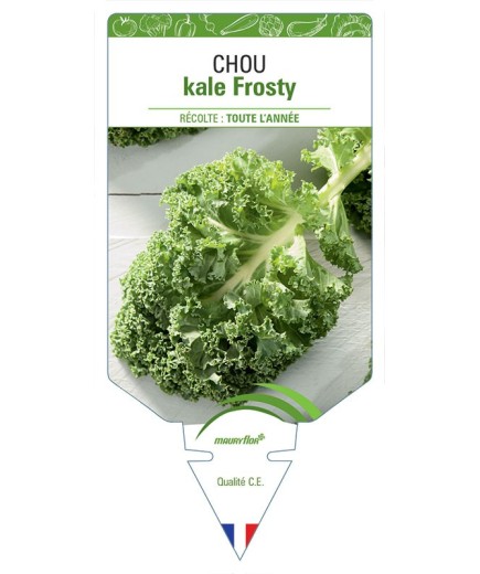 CHOU KALE FROSTY