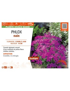 PHLOX nain (violet)