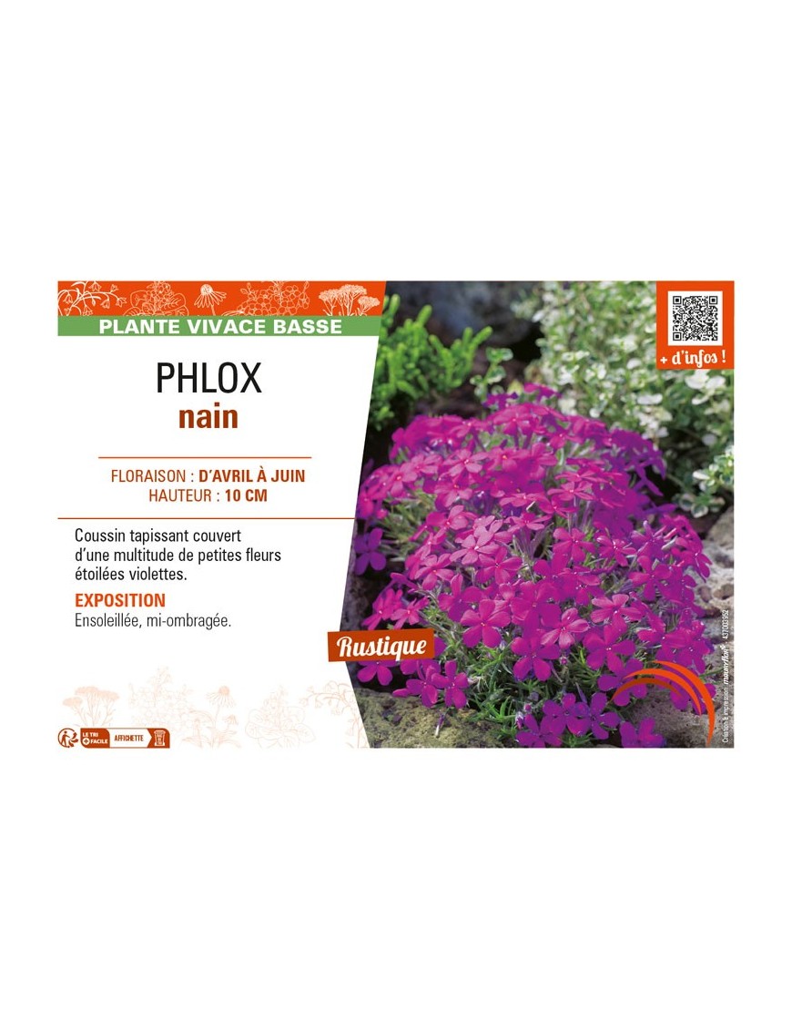 PHLOX nain (violet)