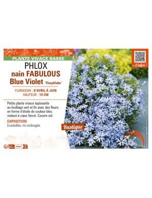 PHLOX nain FABULOUS Blue Violet Florphfabv