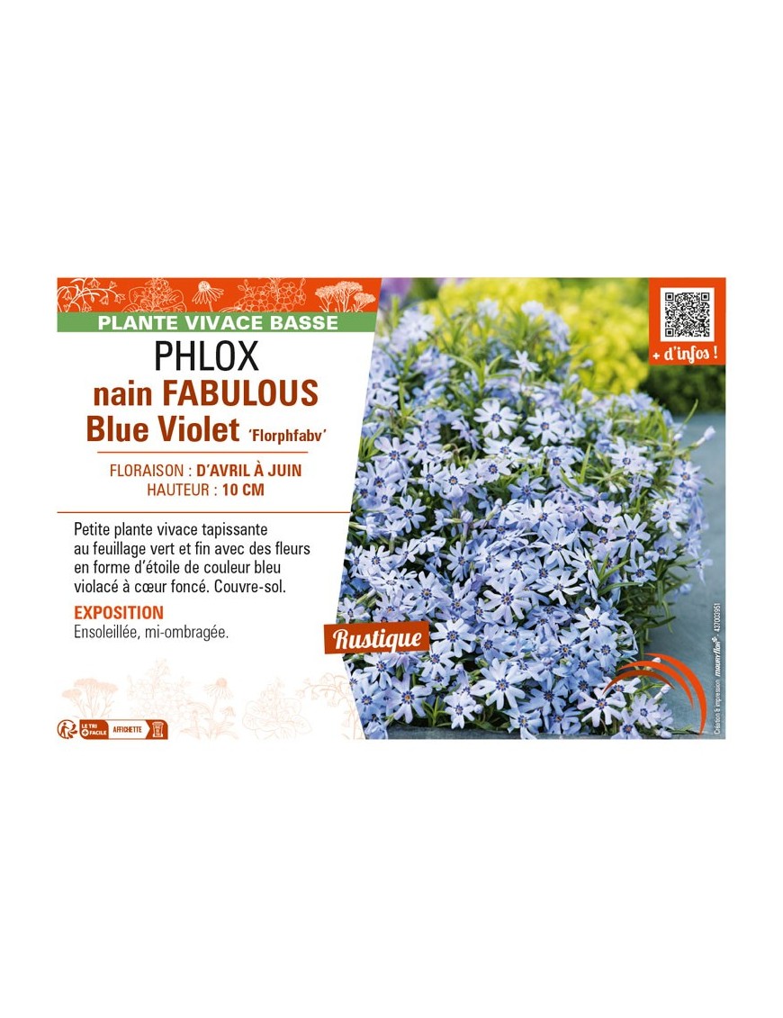 PHLOX nain FABULOUS Blue Violet Florphfabv