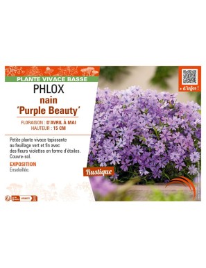 PHLOX nain Purple Beauty