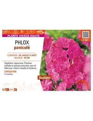 PHLOX paniculé (rose vif)