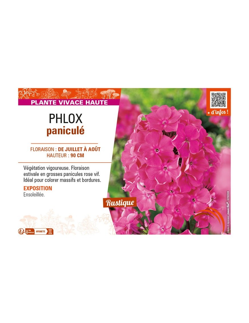 PHLOX paniculé (rose vif)