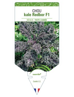 CHOU KALE REDBOR F1