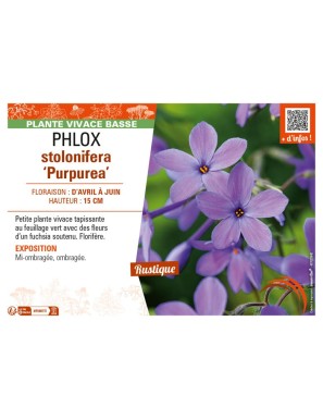PHLOX stolonifera Purpurea