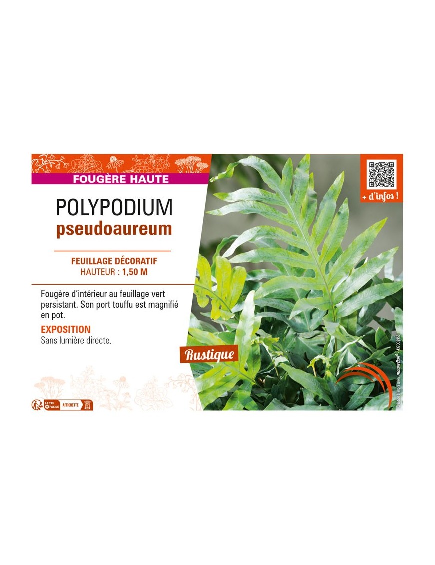 POLYPODIUM pseudoaureum