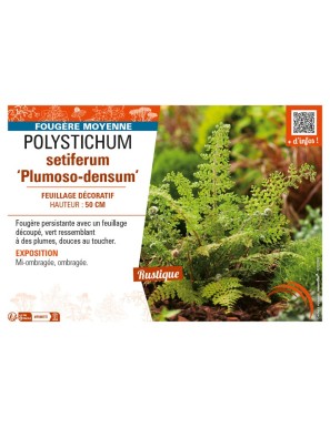 POLYSTICHUM setiferum Plumoso-densum