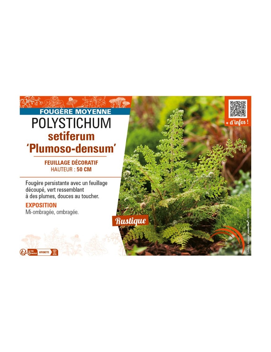 POLYSTICHUM setiferum Plumoso-densum