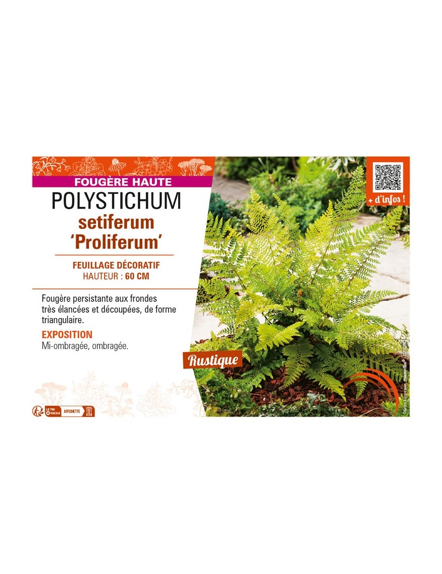 POLYSTICHUM setiferum Proliferum