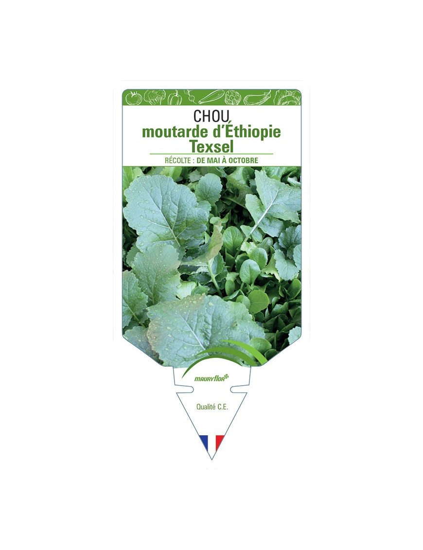 CHOU MOUTARDE D'ÉTHIOPIE TEXSEL