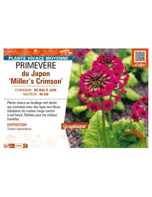 PRIMULA japonica Miller's Crimson voir PRIMEVÈRE du Japon