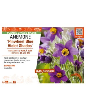 PULSATILLA vulgaris Pinwheel Blue Violet Shades voir ANÉMONE