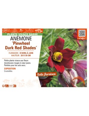 PULSATILLA vulgaris Pinwheel Dark Red Shades voir ANÉMONE