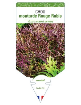 CHOU MOUTARDE ROUGE RUBIS
