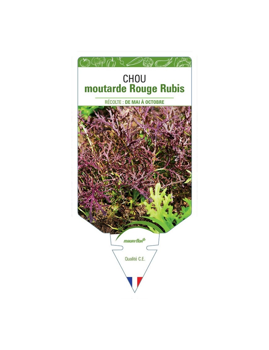 CHOU MOUTARDE ROUGE RUBIS