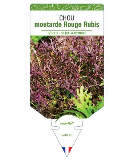 CHOU MOUTARDE ROUGE RUBIS