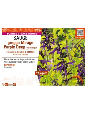 SAUGE greggii Mirage Purple Deep Balmirdepur