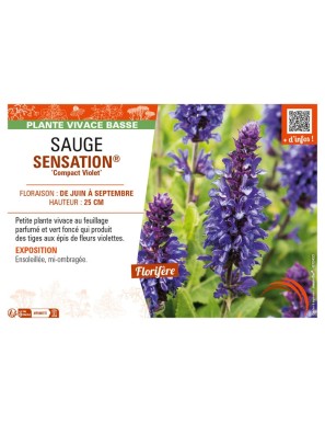 SAUGE SENSATION® Compact Violet