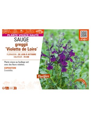 SAUGE greggii Violette de Loire