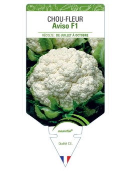 CHOU-FLEUR AVISO F1