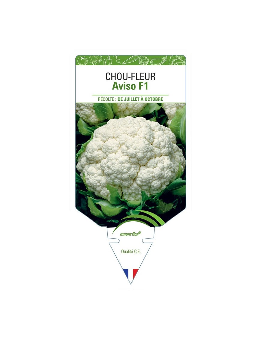 CHOU-FLEUR AVISO F1