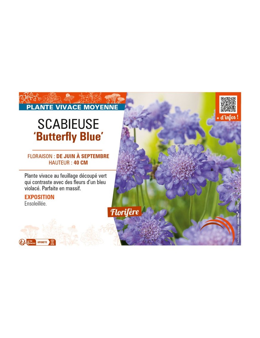 SCABIOSA columbaria Butterfly Blue voir SCABIEUSE