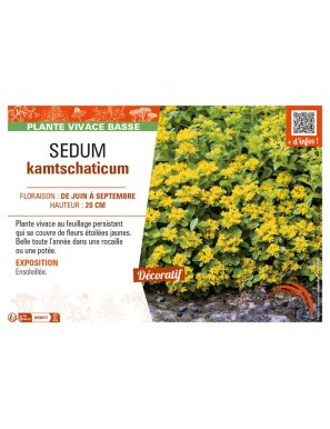 SEDUM kamtschaticum (jaune)