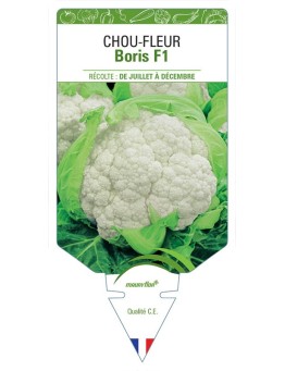 CHOU-FLEUR BORIS F1
