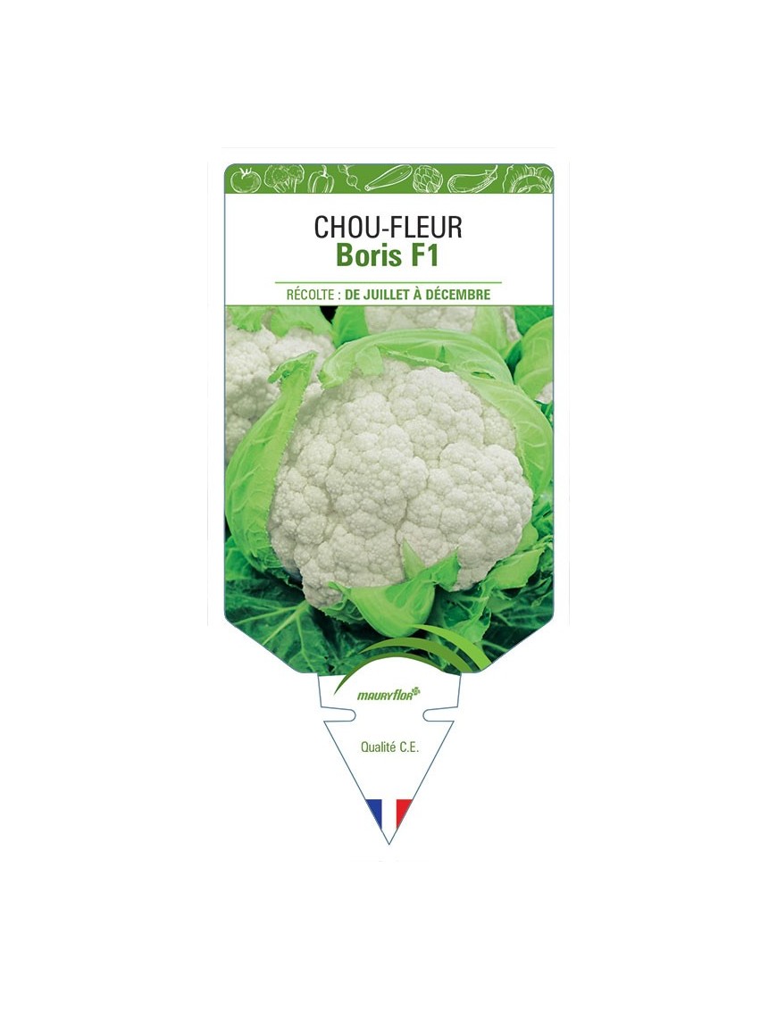 CHOU-FLEUR BORIS F1