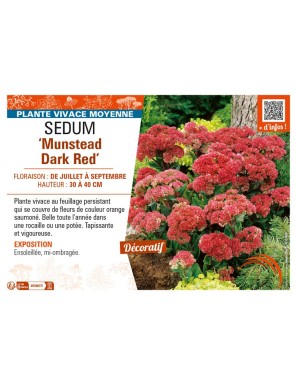 SEDUM (hybridum) Munstead Dark Red