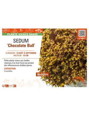 SEDUM (hybridum) Chocolate Ball