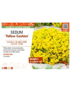 SEDUM (reflexum) Yellow Cushion