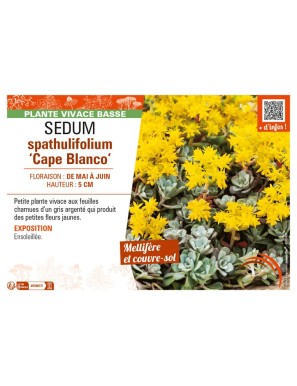 SEDUM spathulifolium Cape Blanco