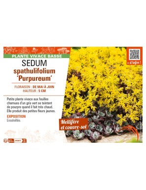 SEDUM spathulifolium Purpureum