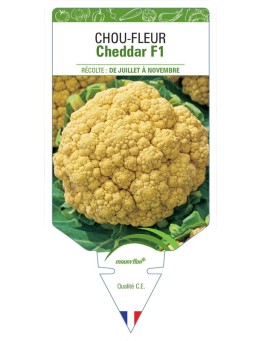 CHOU-FLEUR CHEDDAR F1
