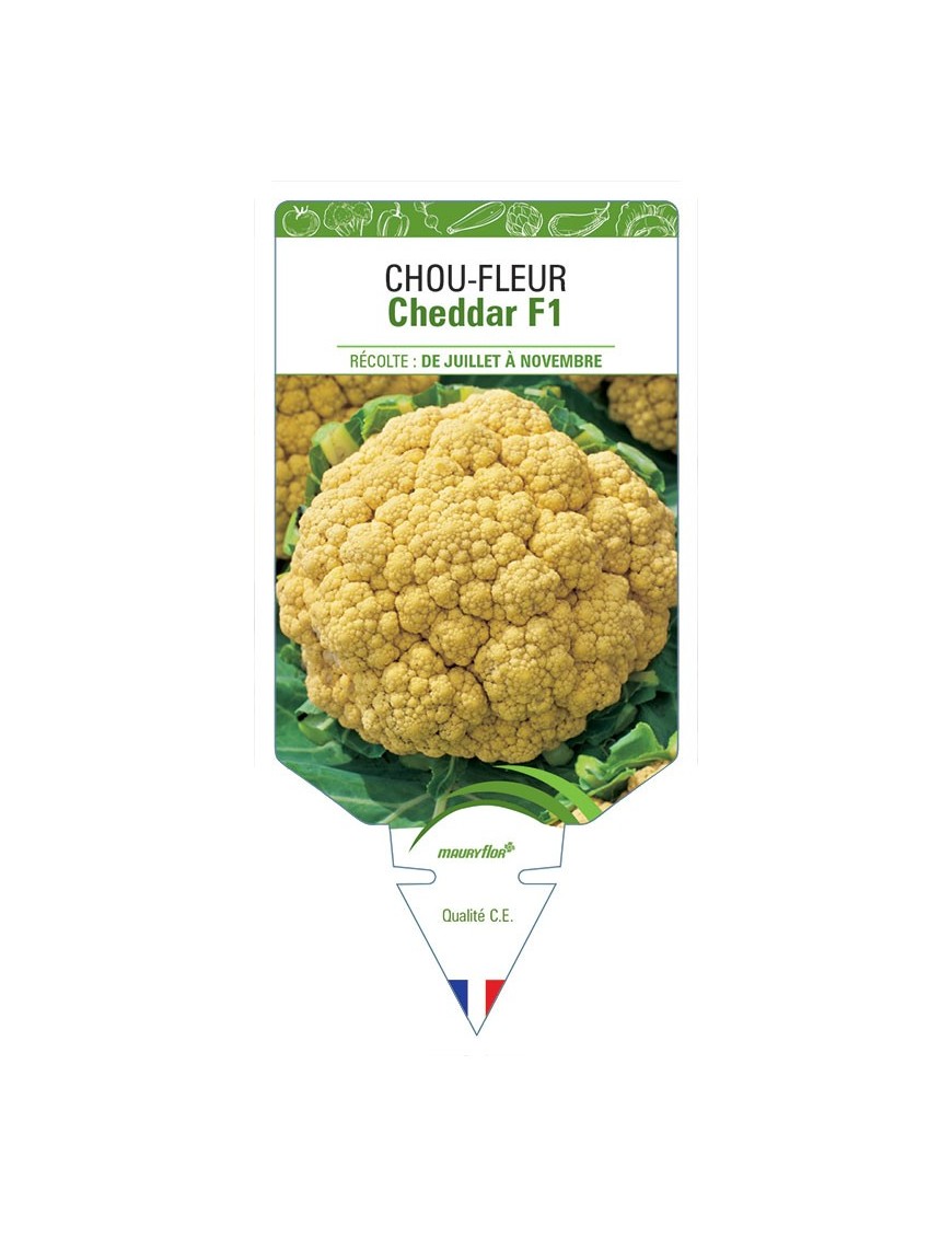 CHOU-FLEUR CHEDDAR F1