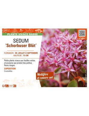 SEDUM (spurium) Schorbuser Blüt