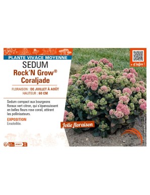SEDUM (telephium) Rock‘N Grow® Coraljade